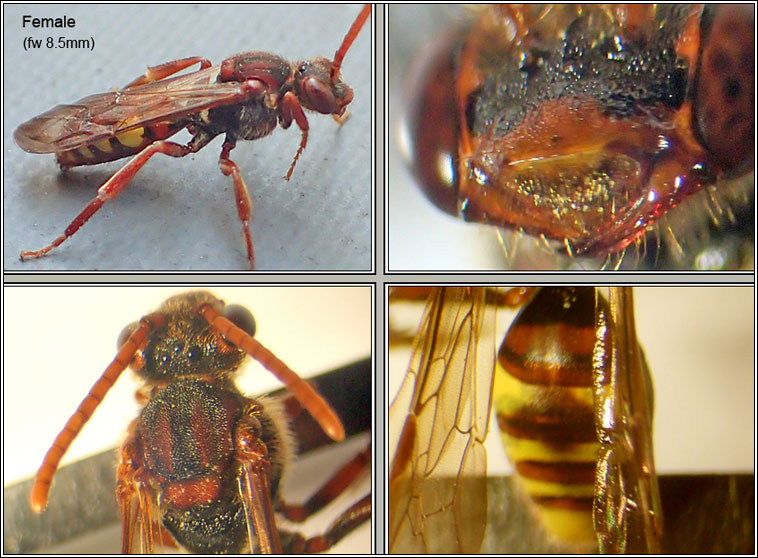 Nomada flava