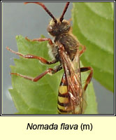 Nomada flava