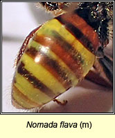 Nomada flava