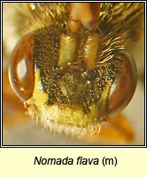 Nomada flava