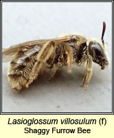 vilosullum