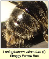 vilosullum