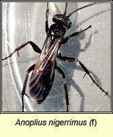 Anoplius nigerrimus