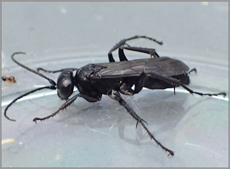 black wasp with white stripes black wasp with white stripes
