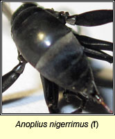 Anoplius nigerrimus