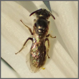 Lasioglossum minutissimum, Least Furrow Bee