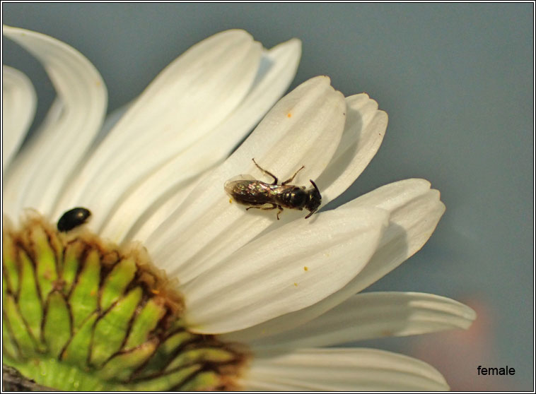 Lasioglossum minutissimum, Least Furrow Bee