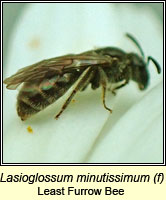 Lasioglossum minutissimum, Least Furrow Bee