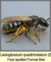 Lasioglossum quadrinotatum, Four-spotted Furrow Bee