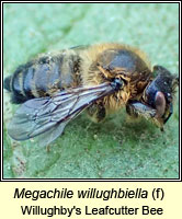 Megachile willughbiella, Willughby's Leafcutter Bee