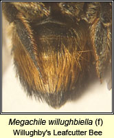 Megachile willughbiella, Willughby's Leafcutter Bee