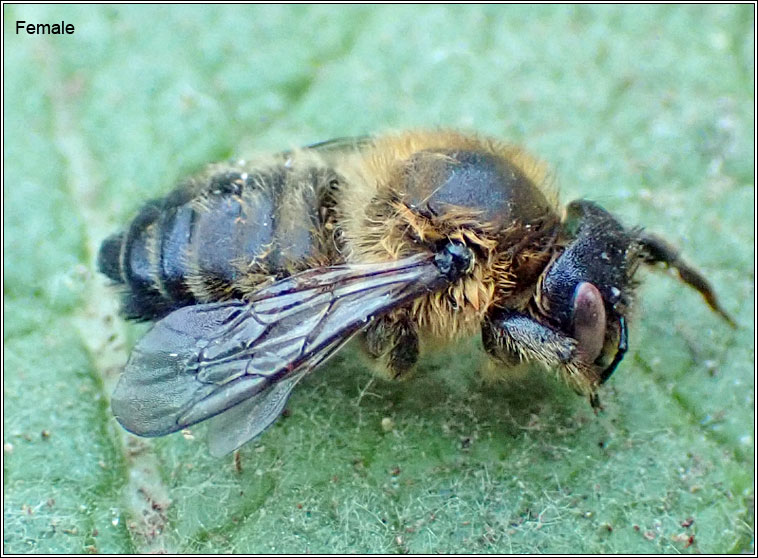 Megachile willughbiella, Willughby's Leafcutter Bee