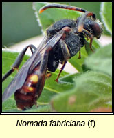 Nomada fabriciana