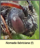 Nomada fabriciana