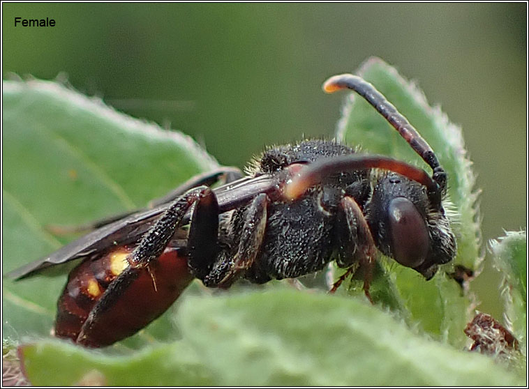 Nomada fabriciana, Fabricius' Nomad Bee