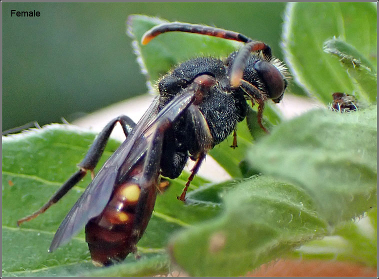 Nomada fabriciana, Fabricius' Nomad Bee