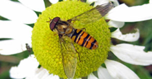 hoverfly