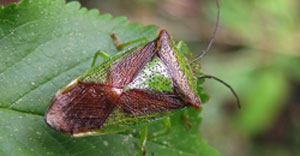 shieldbug