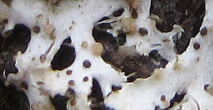 lichenicolous