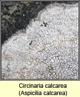 Aspicilia calcarea