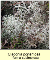 Cladonia portentosa forma subimplexa