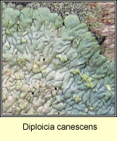 Diploicia canescens