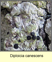 Diploicia canescens