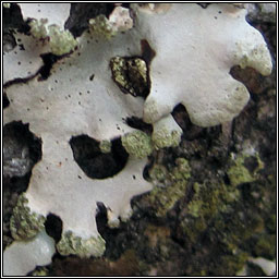 Hypotrachyna laevigata