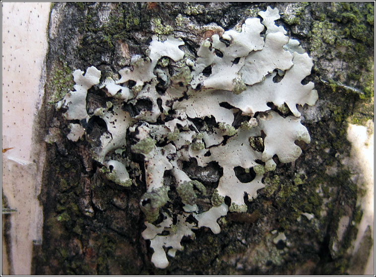 Hypotrachyna laevigata