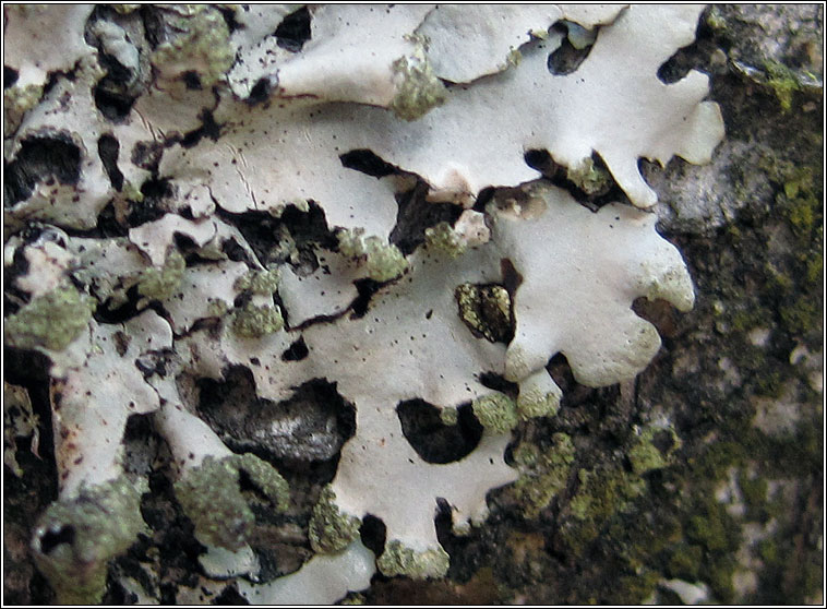 Hypotrachyna laevigata