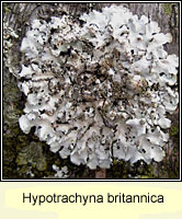 Hypotrachyna britannica