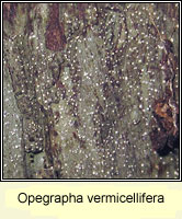 Opegrapha vermicellifera