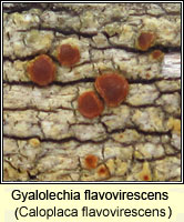 Gyalolechia flavovirescens (Caloplaca flavovirescens)