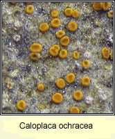 Caloplaca ochracea