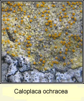 Caloplaca ochracea