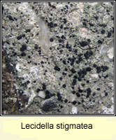 Lecidella stigmatea