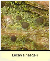 Lecania naegelii