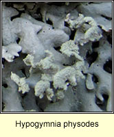 Hypogymnia physodes