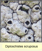 Diploschistes scruposus