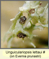 Unguiculariopsis lettaui