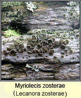 Myriolecis zosterae (Lecanora zosterae)