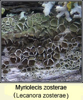 Myriolecis zosterae (Lecanora zosterae)