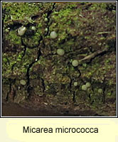 Micarea micrococca