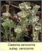 Cladonia cervicornis subsp cervicornis