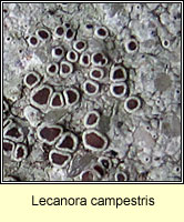 Lecanora campestris