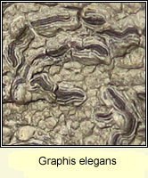 Graphis elegans