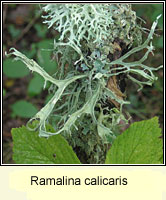 Ramalina calicaris