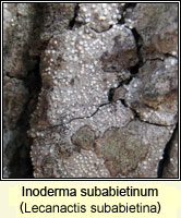 Lecanactis subabietina