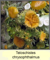 Teloschistes chrysophthalmus