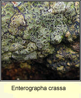 Enterographa crassa